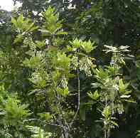 Elaeocarpus bojeri - Dennis Hansen